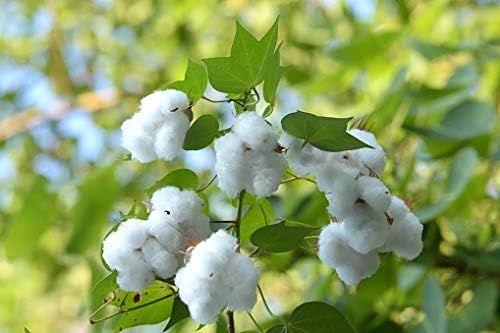 KVITER 25 White Cotton Seeds for Planting (Gossypium hirsutum) – Real Cotton Plant, Cottons Seeds for Growing, Heirloom & Non-GMO Cotton's Plant Seeds for Gardeners – Perfect for Ornamental or Fiber