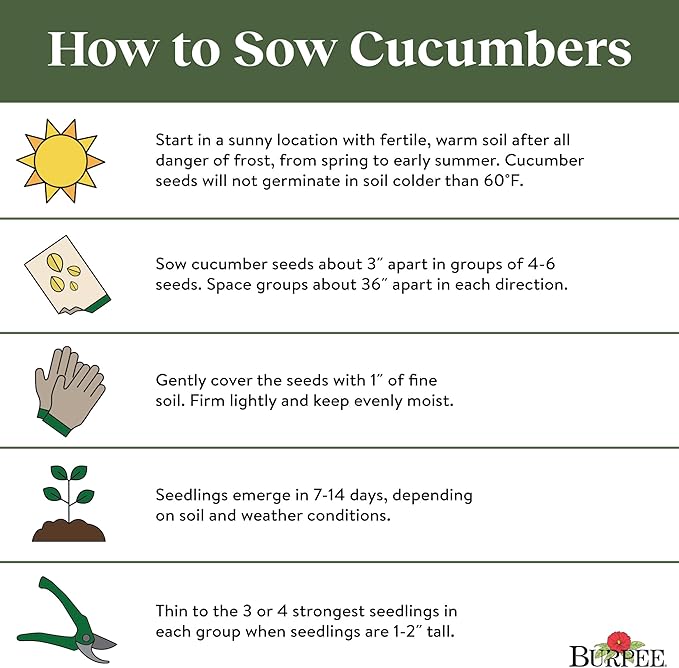 Burpee 'Marketmore 76' Slicing Cucumber Seeds, 125 Non-GMO seeds, Heirloom