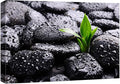 wall26 Canvas Print Wall Art Raindrops on Black Rocks with Sprouting Plant Floral Nature Photography Realism Bohemian Scenic Relax/Calm Cool for Living Room, Bedroom, Office - 16"x24"