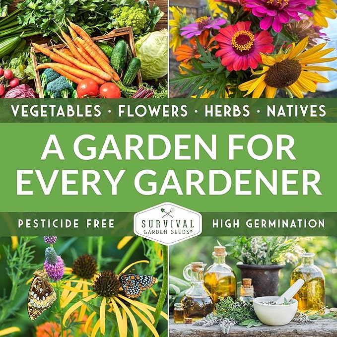 Lima Bean Seeds for Planting – Henderson Butter Bean Seeds for Gardens & Classroom Science Projects, Easy to Grow Non-GMO Heirloom Variety - Survival Garden Seeds (2 Packs)